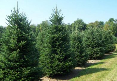 «Θύματα» της ακρίβειας και τα χριστουγεννιάτικα δέντρα – Πόσο αυξήθηκαν φέτος οι τιμές τους