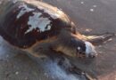 Βόρεια Κέρκυρα: Έντονη ανησυχία για την αύξηση των νεκρών caretta caretta – 17 περιστατικά από τις αρχές του 2026