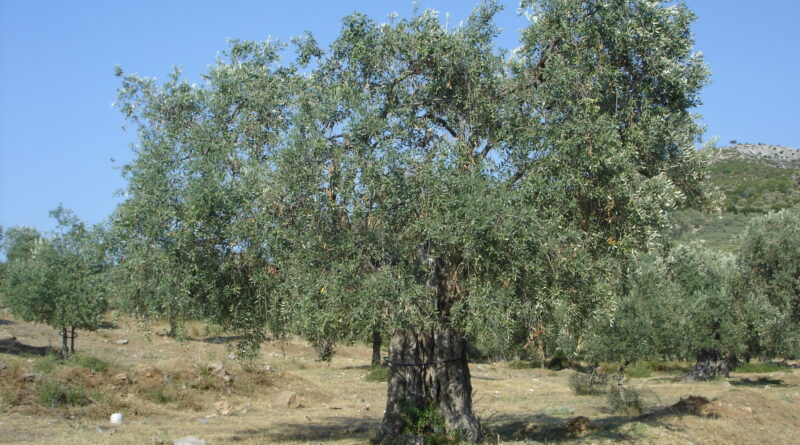 Ανάληψη διαχείρισης του Ελαιοκομικού Μητρώου από την Ένωση Συνεταιρισμένων Αγροτών Κέρκυρας