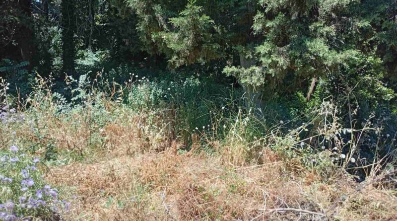 Κέρκυρα: Καθαρίστε το «Άλσος των Φυλακών». Αίτημα των κατοίκων υπό το άγχος πυρκαγιάς