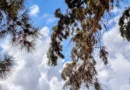 Με ηλιοφάνεια, λίγες νεφώσεις, τοπικές βροχές και τη θερμοκρασία στους 33 βαθμούς το σκηνικό του καιρού.