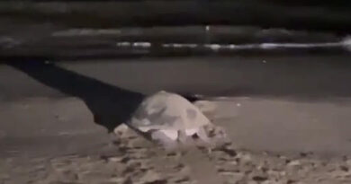 Η πρώτη φωλιά Caretta-Caretta του 2026 καταγράφηκε στον Αρίλλα Βόρειας Κέρκυρας