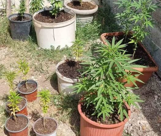 Σύλληψη ημεδαπού για καλλιέργεια δενδρυλλίων κάνναβης και κατοχή ναρκωτικών ουσιών στην Κέρκυρα