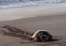 Φωλιά θαλάσσιας χελώνας Caretta caretta στον Αλμυρό Βόρειας Κέρκυρας – Άμεση προστασία από τον Δήμο και τον ΑΡΧΕΛΩΝ