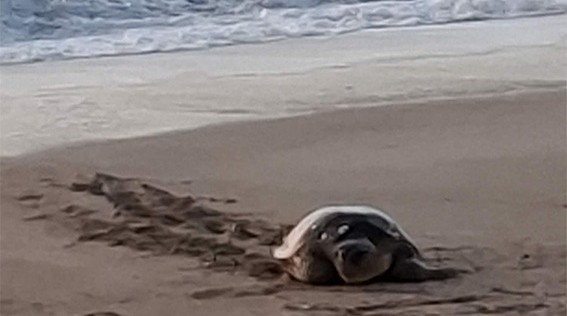 Φωλιά θαλάσσιας χελώνας Caretta caretta στον Αλμυρό Βόρειας Κέρκυρας – Άμεση προστασία από τον Δήμο και τον ΑΡΧΕΛΩΝ