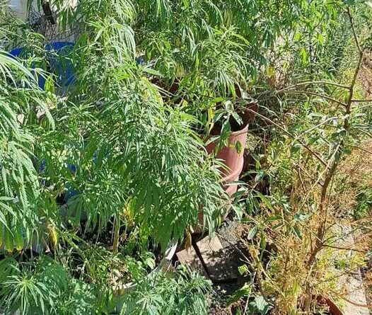 Σύλληψη ημεδαπού για διακίνηση ναρκωτικών ουσιών και καλλιέργεια δενδρυλλίων κάνναβης στην Κέρκυρα