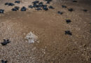 Αλμυρός Κέρκυρας: Δεκάδες νεογέννητες Caretta caretta βρήκαν τον δρόμο προς τη θάλασσα
