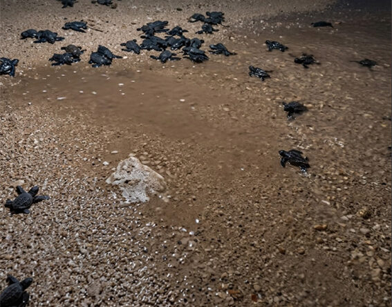 Αλμυρός Κέρκυρας: Δεκάδες νεογέννητες Caretta caretta βρήκαν τον δρόμο προς τη θάλασσα