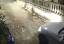 Στον εισαγγελέα η οδηγός που πάτησε και σκότωσε σκύλο ενώ κοιμόταν στην Κέρκυρα – Τι υποστήριξε η 44χρονη
