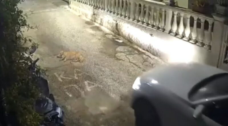 Στον εισαγγελέα η οδηγός που πάτησε και σκότωσε σκύλο ενώ κοιμόταν στην Κέρκυρα – Τι υποστήριξε η 44χρονη