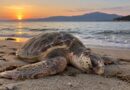 28 νεκρές θαλάσσιες χελώνες στις ακτές της Βόρειας Κέρκυρας μέσα στο 2026 – Τι δείχνει η καταγραφή του Δήμου